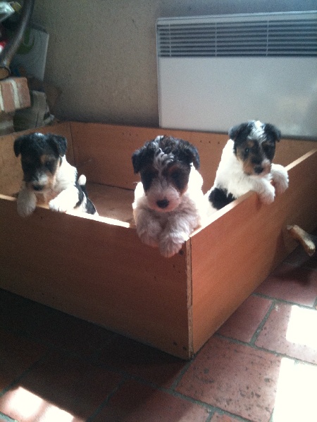 chiots